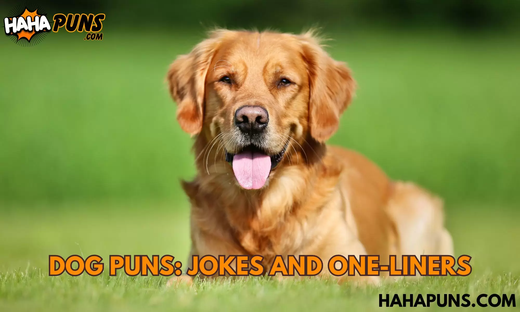 Dog Puns: Jokes And One-Liners