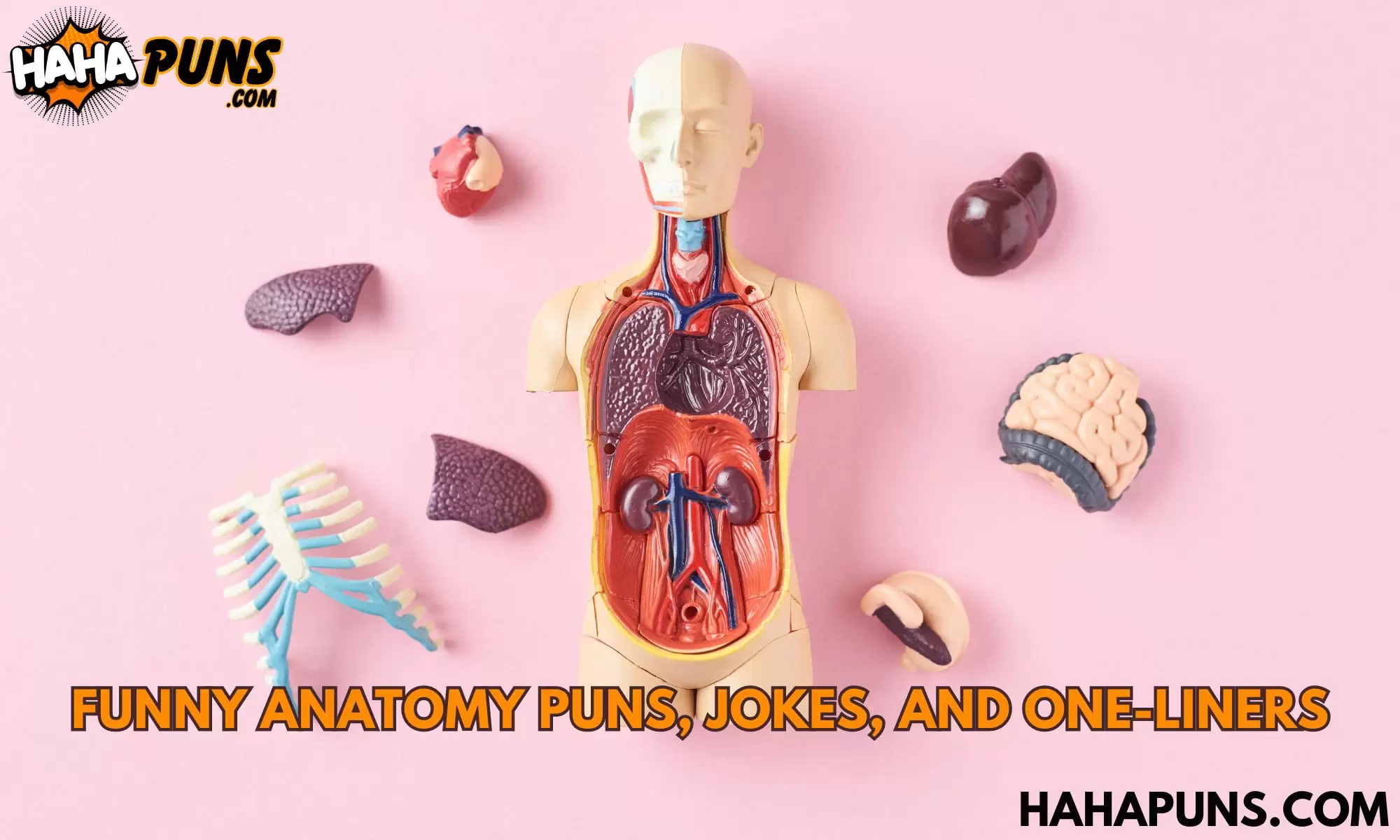 Funny Anatomy Puns, Jokes, and One-Liners