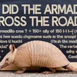 Armadillo Puns